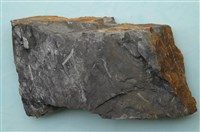 藏品(植物化石)的圖片